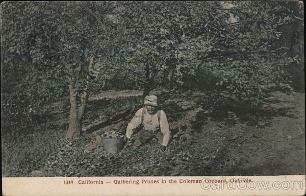 Gathering Prunes in the Coleman Orchard Oakdale California