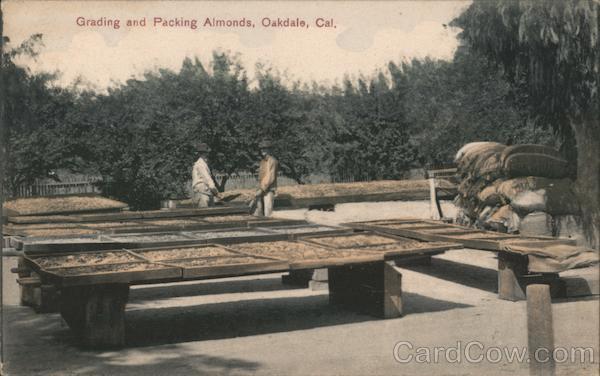 Grading and Packing Almonds Oakdale California