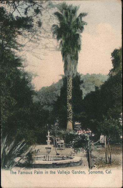 The Famous Palm in the Vallejo Garden Sonoma California