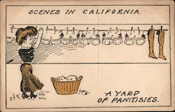 Scenes in California - A yard of pan(t)sies. Postcard