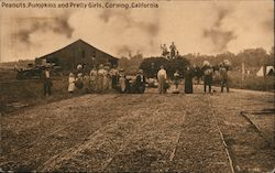 Peanuts, Pumpkins and Pretty Girls Postcard