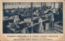 Packing Cherries, F.S. Jones' Cherry Orchard The Earliest Fruit District in California Cordelia, CA Postcard Postcard Postcard
