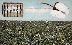 Picking Cotton, Imperial Valley Postcard