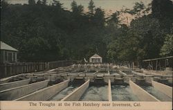 The Troughs at the Fish Hatchery Postcard