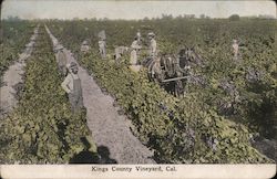 Kings County Vineyard, Cal. Postcard