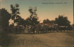 Shipping Walnuts, Lankershim Postcard