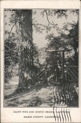 Giant Pine and Rustic Bridge, Lagunitas, Marin County Postcard