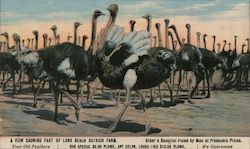 A View Showing Part of Long Beach Ostrich Farm Postcard