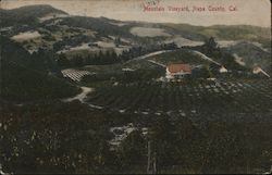 Mountain Vineyard Postcard