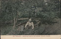 Gathering Prunes in the Coleman Orchard Postcard