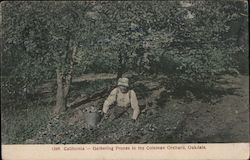 Gathering Prunes in the Coleman Orchard Oakdale, CA Postcard Postcard Postcard