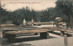 Grading and Packing Almonds Oakdale, CA Postcard Postcard Postcard