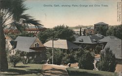 Oroville, Calif., Showing Palm, Orange and Olive Trees. Postcard