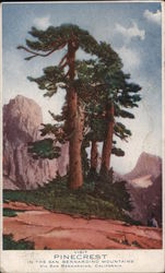 Visit Pine Forest in the San Bernardino Mountains via San Bernardino, California Postcard Postcard Postcard