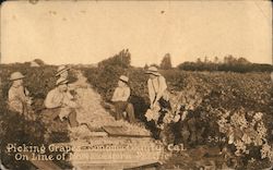 Picking Grapes-Sonoma County, Cal. Online of Northwestern Pacific Postcard