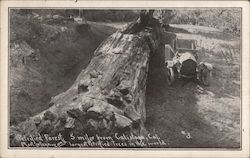 Petrified Forest-Most Extensive and Largest Petrified Trees in the World Calistoga, CA Postcard Postcard Postcard