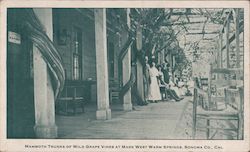 Mammoth Trunks of Wild Grape Vines at Mark West Warm Springs Postcard