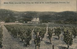 Rhine Farm Awarded First Prize for Wine at St. Louis Exposition Postcard