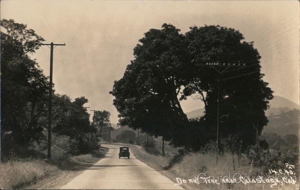 Donut Tree near Calistoga, Cal. California Patterson