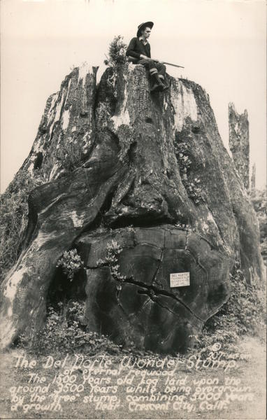 The Del Norte Wonder Stump of Eternal Redwood Crescent City California