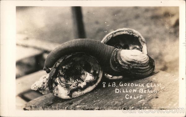 8 lb. Goeduck Clam Dillon Beach California