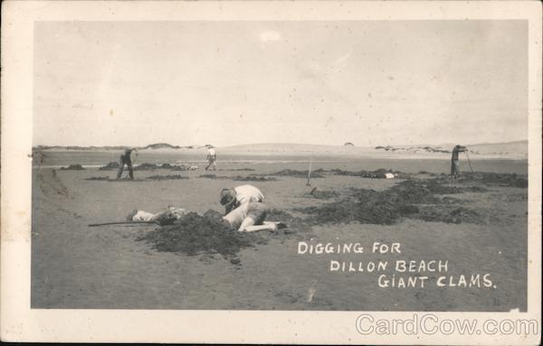 Digging for Giant Clams Dillon Beach California