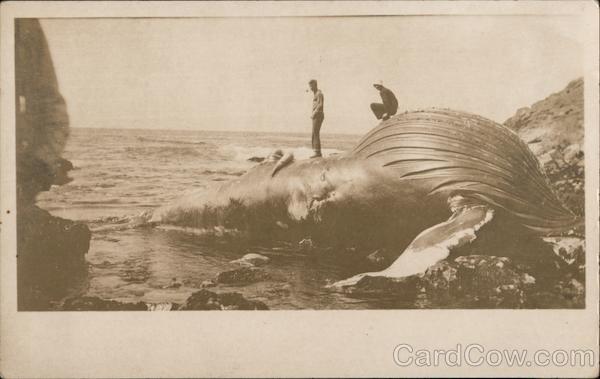Whale Washed Ashore, Farallon Islands San Francisco California