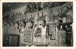 Mounted deer heads and taxidermied birds in game room Postcard