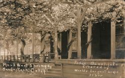 Park Covered by World's Largest Grape Arbor Postcard