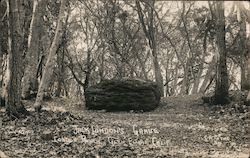 Jack London's Grave, London Ranch Glen Ellen, CA C.A. Payne Postcard Postcard Postcard