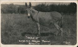 "Peskie" Postcard