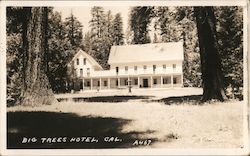 Big Trees Hotel Postcard