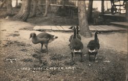 Lee's Lodge Postcard