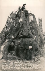 The Del Norte Wonder Stump of Eternal Redwood Postcard