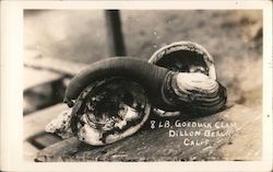 8 lb. Goeduck Clam Postcard