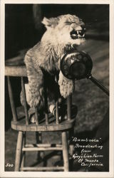 "Bamboola" Broadcasting From Gay's Lion Farm Postcard