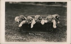 Baby Lions, Gay's Lion Farm Postcard