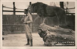 Gay's Lion Farm Postcard