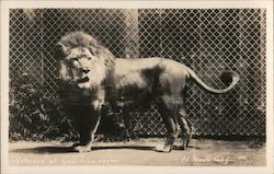 "Gilmore" of Gay's Lion Farm Postcard