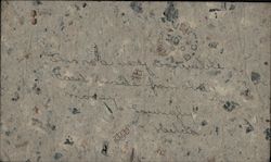 Macerated US Money Postcard Postcard