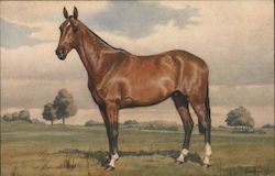 Horse, Swiss Postcard