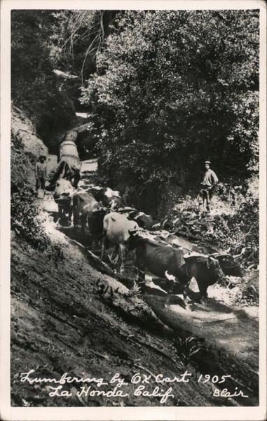 Lumbering By Ox Cart 1905 La Honda California Blair