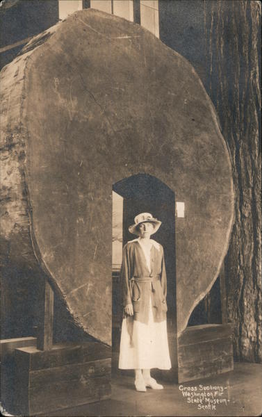 Cross Section Washington Fir State Museum Seattle