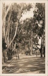 Eucalyptus Drive Postcard