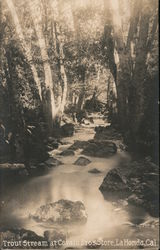Trout Stream at Cavalli Bros. Store Postcard