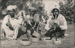 Three Indian snake charmers with three cobras Postcard