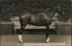 H.R.H. Princess Mary's "Moonlight" Postcard