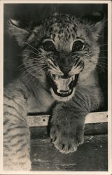 Liger at Salt Lake City Zoo Postcard