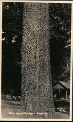 The Woodpecker's Pantry E B Grey photo Postcard