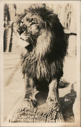 Numa, Gay's Lion Farm Postcard